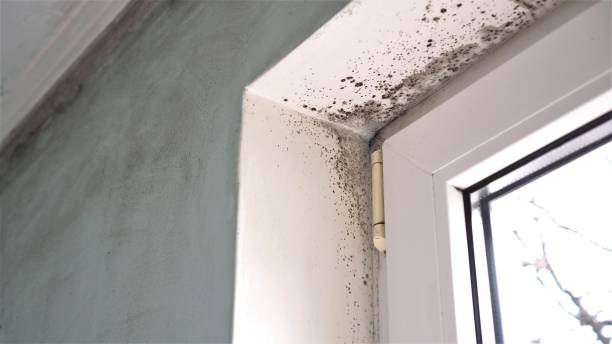 Professional Mold Remediation in Spirit Lake, IA